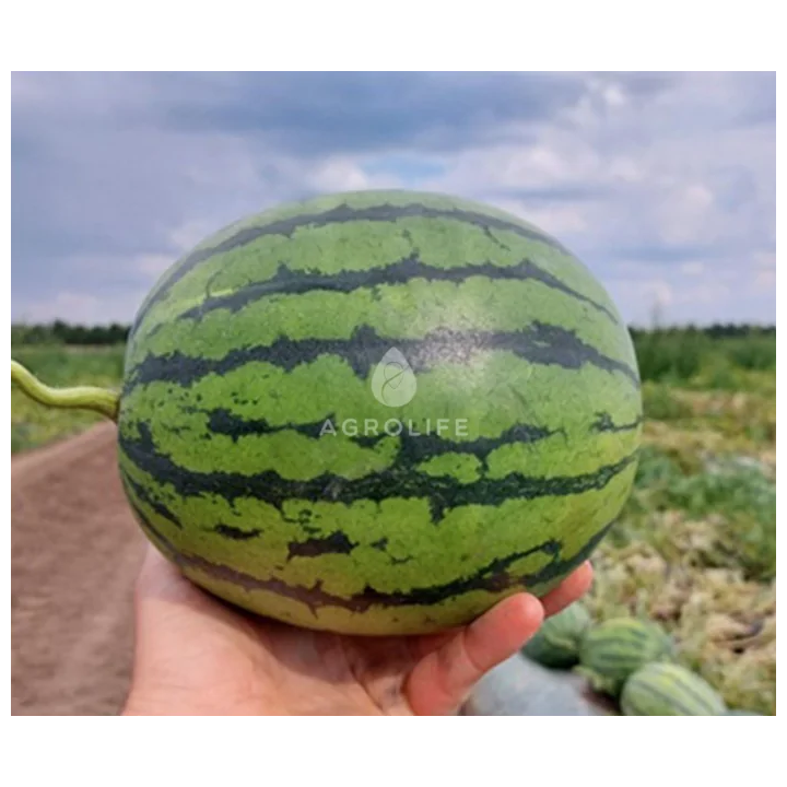 PREMIUM / ПРЕМІУМ
