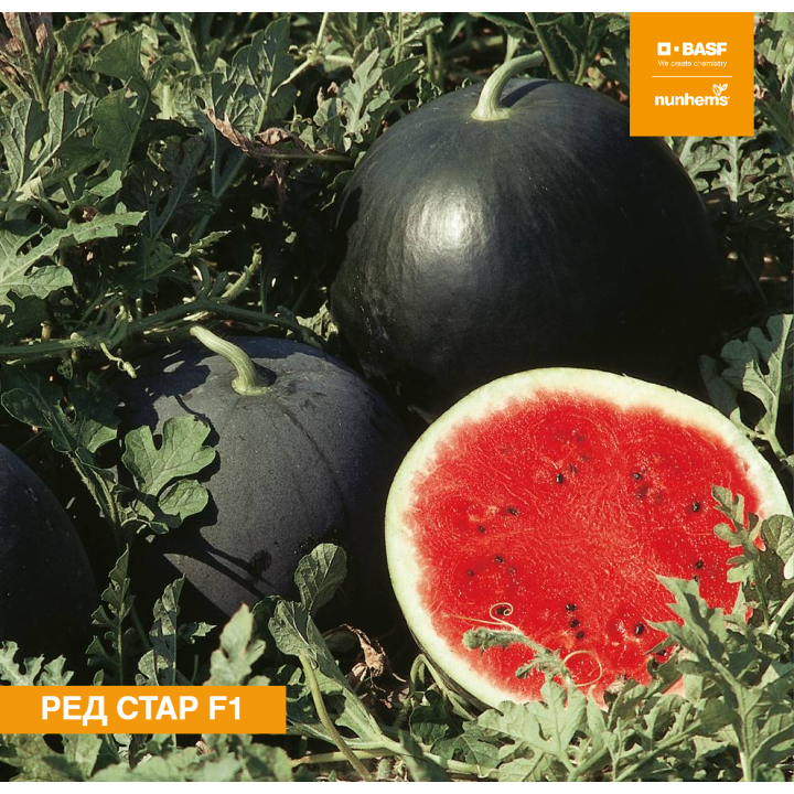 Red Star / Ред Стар