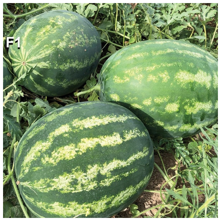 Chilon / Хілон