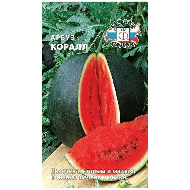 Coralzinho / Коралзіньу