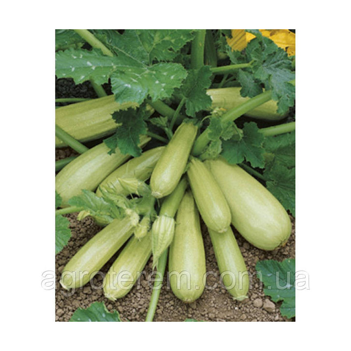 Cavili / Кавілі