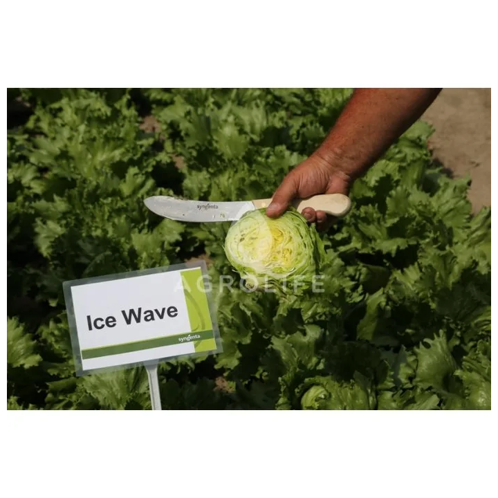 ICE WAWE / АЙС ВЕЙВ