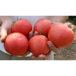 ТЕТМ 010 F1