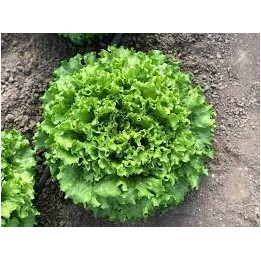Curly / Кюрлі