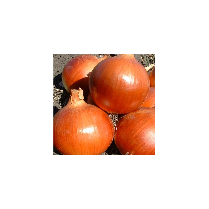 Коппер Бол F1 / Copper Ball F1