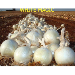 Вайт Маджик F1 / White Magic F1