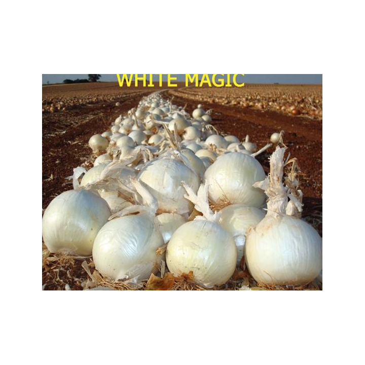 Вайт Маджик F1 / White Magic F1
