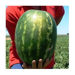 Карнаката F1 / Karnakata F1