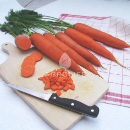 Tinga / Тінга