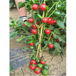 Черри Фаир F1 / Cherry Fire F1