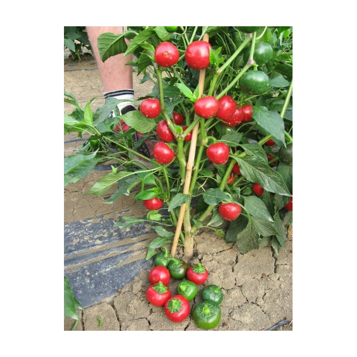 Черри Фаир F1 / Cherry Fire F1