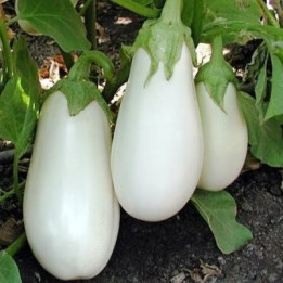 Айсберг
