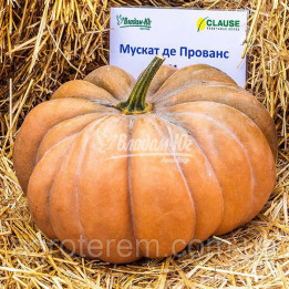 Musque De Provance / Мускат Де Прованс