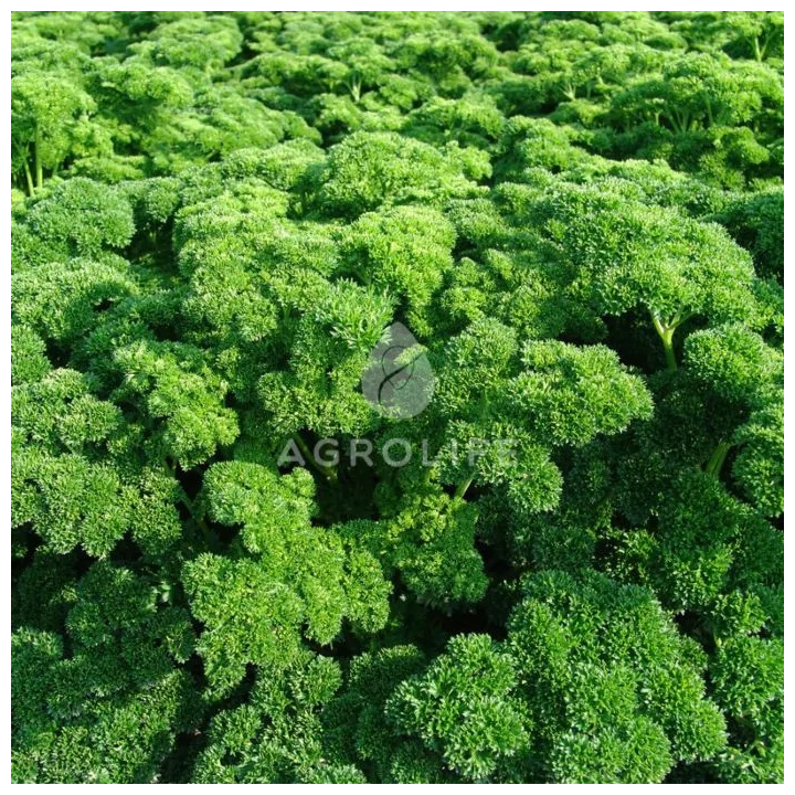 Aстра / Астра