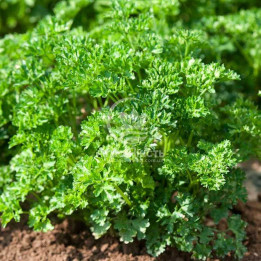 FRISE VERT FONCE / ФРІСЕ ВЕРТ ФОНСЕ