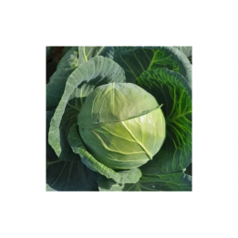 Akiro / Акіро