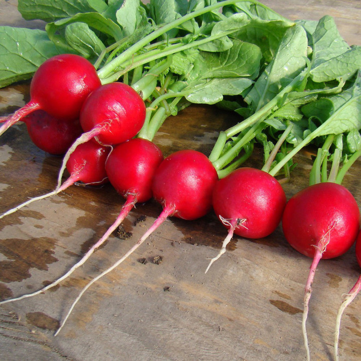 Jolly / Джолі