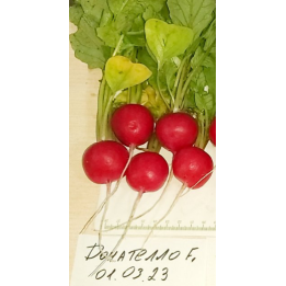 Donatella / Донателла