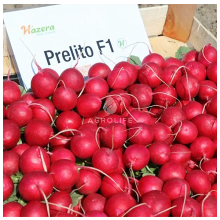Prelito / Преліто