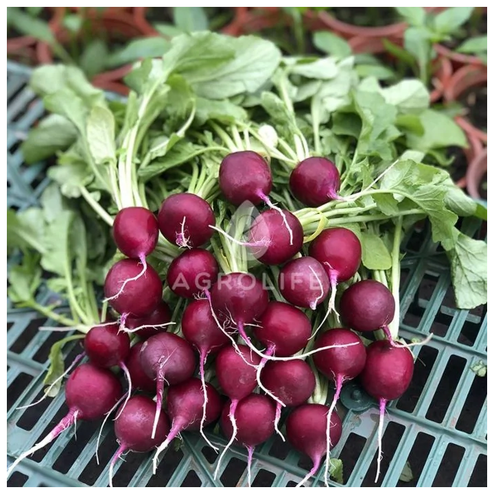 Purpella / Пурпелла
