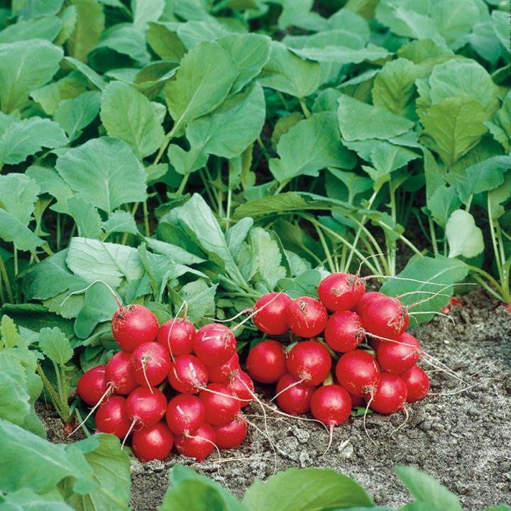 FILIPAR / ФІЛІПАР