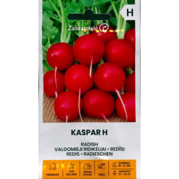 Kaspar F1 / Каспар F1