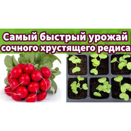Рання Сара