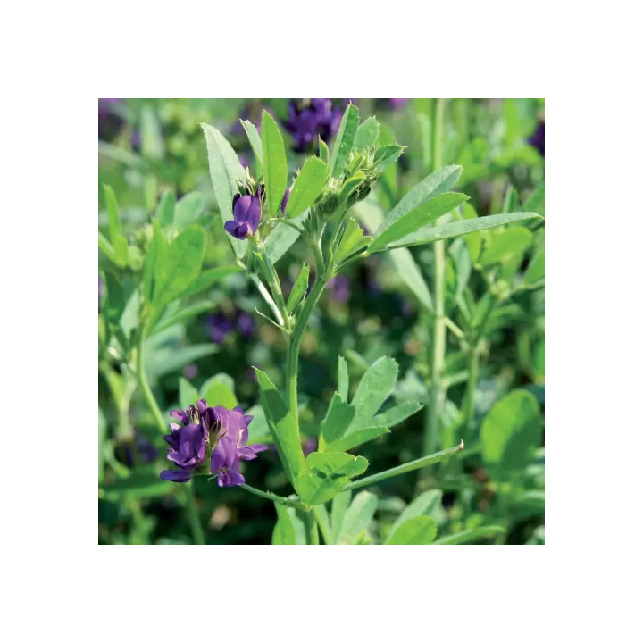 LUZELLE / ЛЮЗЕЛЛЬ