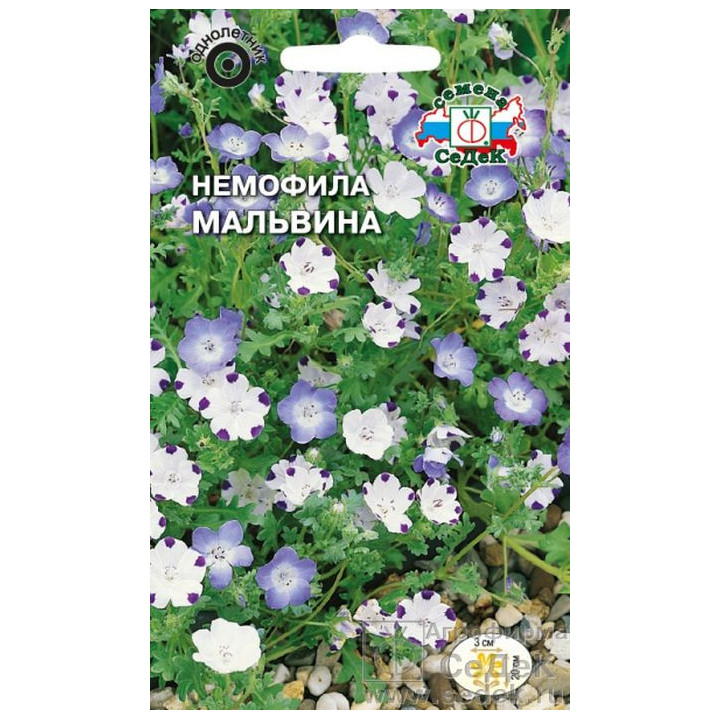 MALVINA / МАЛЬВІНА