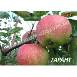 Гарант