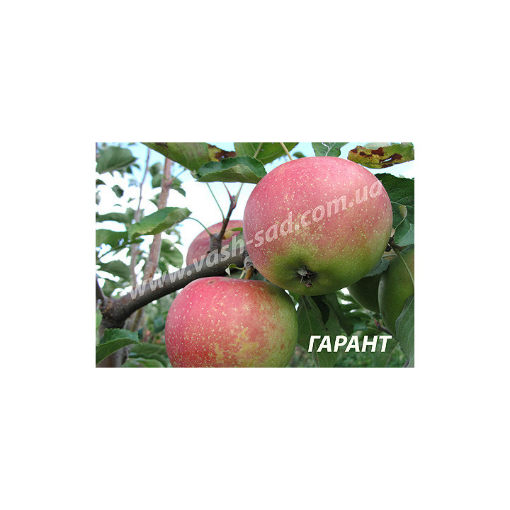 Гарант