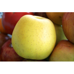 Golden Delicious / Голден Делішес