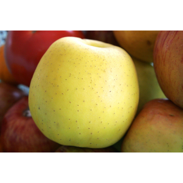 Golden Delicious / Голден Делішес