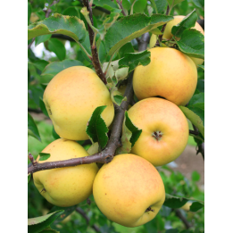 Golden Delicious Clon B / Голден Делішес клон Б