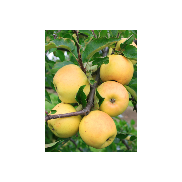 Golden Delicious Clon B / Голден Делішес клон Б