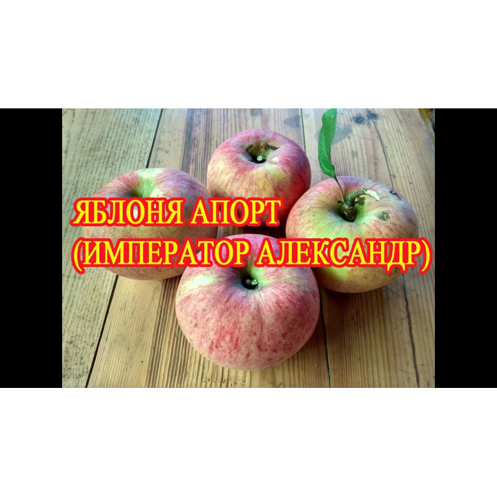 Ipador / Іпадор