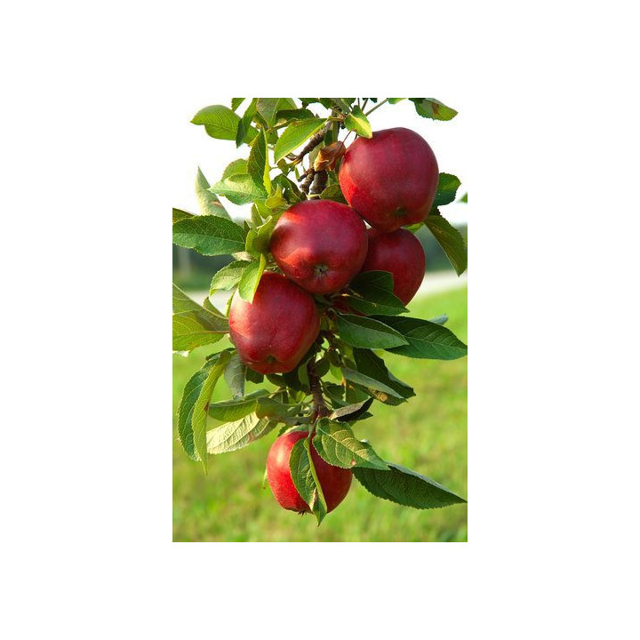 Richared Delicious / Річаред Делішес