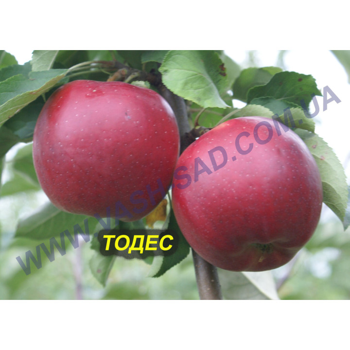 Тодес