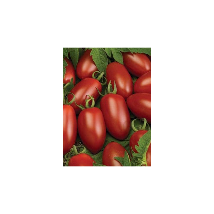 Каприз F1 / Caprese F1