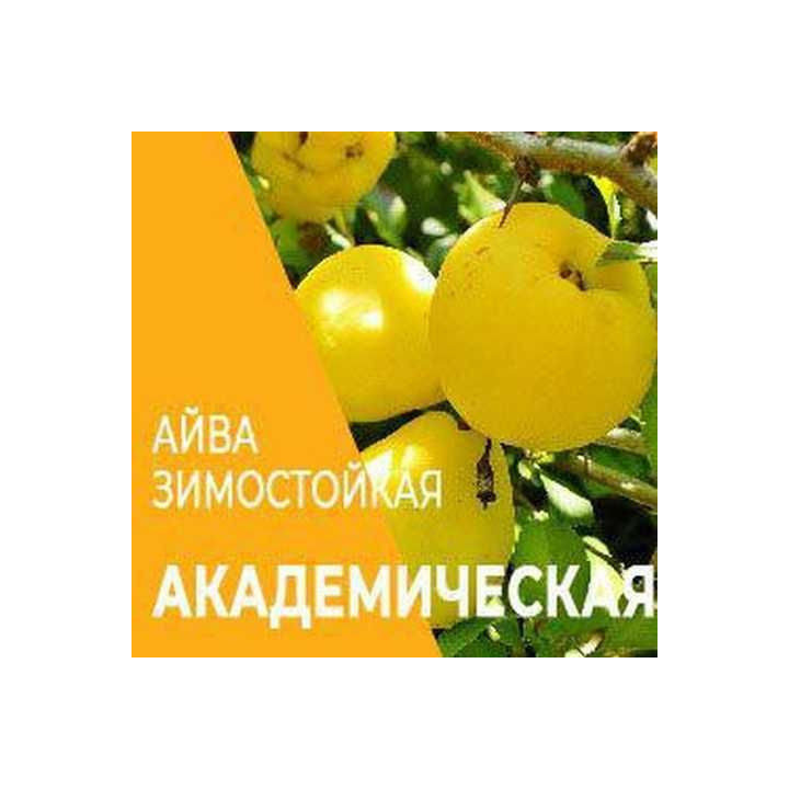 Академічна