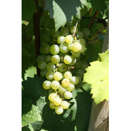 Gruner Veltliner / Грюнер Вальтлінер