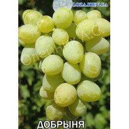 Добриня
