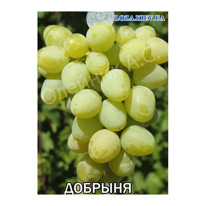Добриня