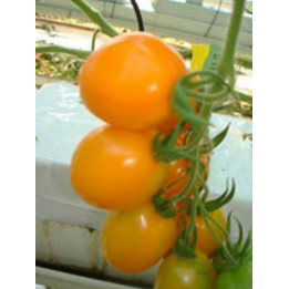 Органза F1 / Organza F1
