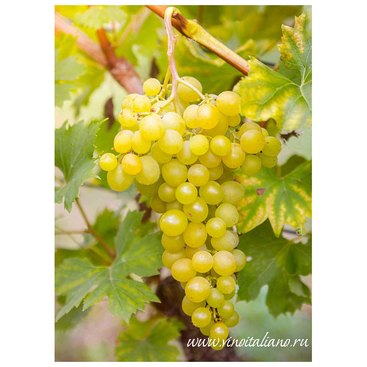 Muller Thurgau / Мюллер Тургау