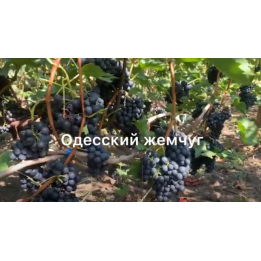 Одеський жемчуг