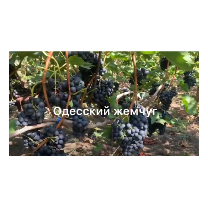 Одеський жемчуг