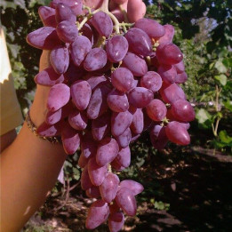 Персей
