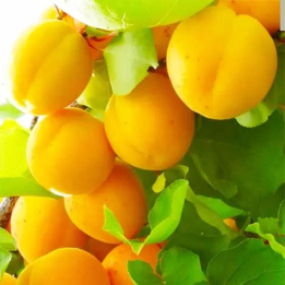 Кумір