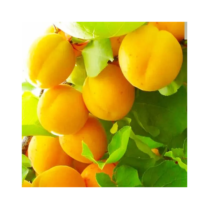 Кумір